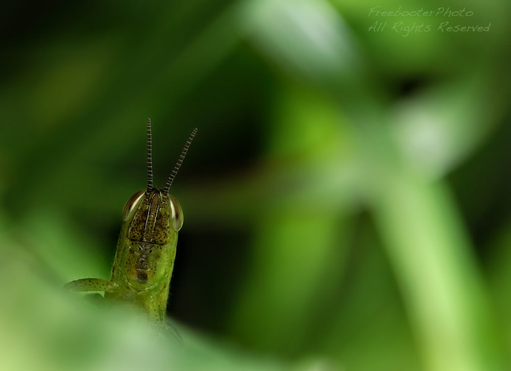 Grasshopper-at-Home.jpg