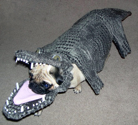 pugcodile_1.jpg