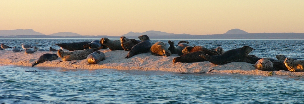 seals2.jpg