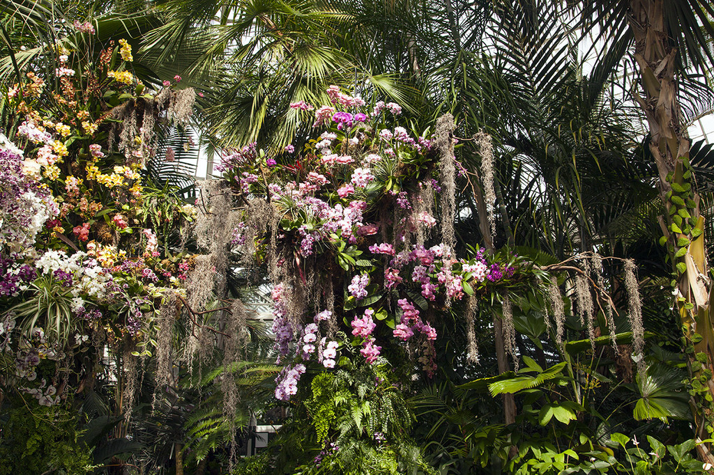 palms_orchids.jpg