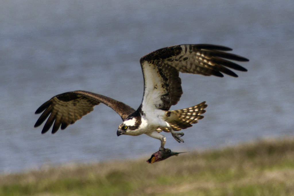 osprey2cropc.jpg