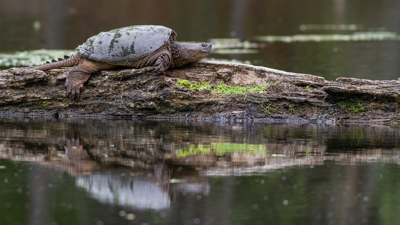 Mud_Lake_15_mai_2015-7664-L.jpg