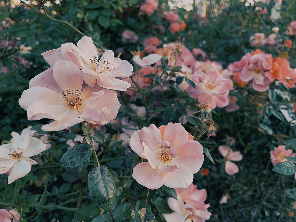 51175044580_8d15674d85_b.jpg