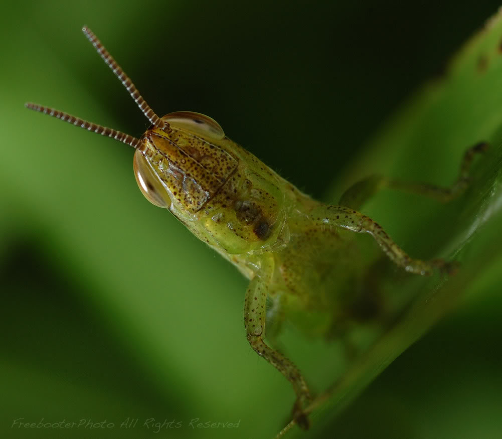 Hopper-on-Grass.jpg