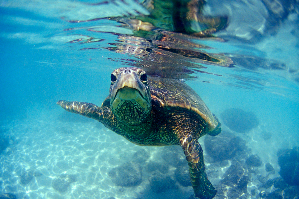 friendly_Hawaiian_sea-turtle.jpg