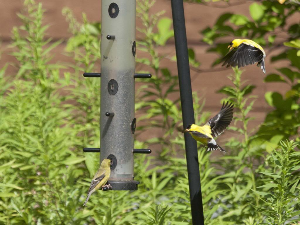 goldfinch1bc.jpg