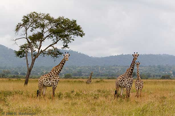 giraffe_1404.jpg