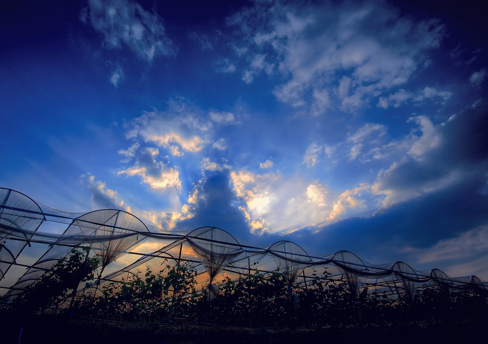 sunset-over-vines-web.jpg