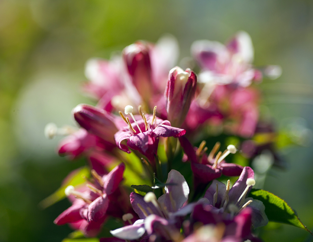 weigela11024.jpg