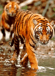 tiger.gif