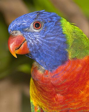 Parrot_080430102918650_wideweb__300x375.jpg