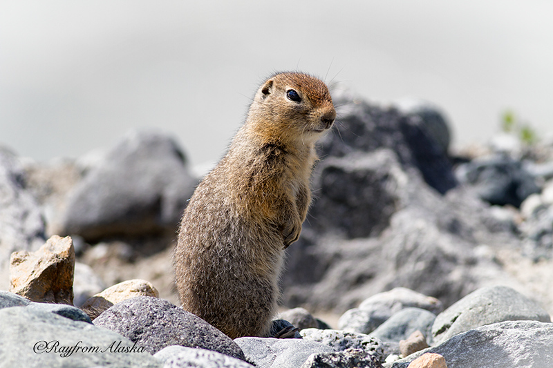 BetterSquirrel_2654-L.jpg