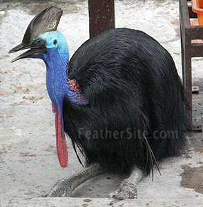 Cassowary.JPEG