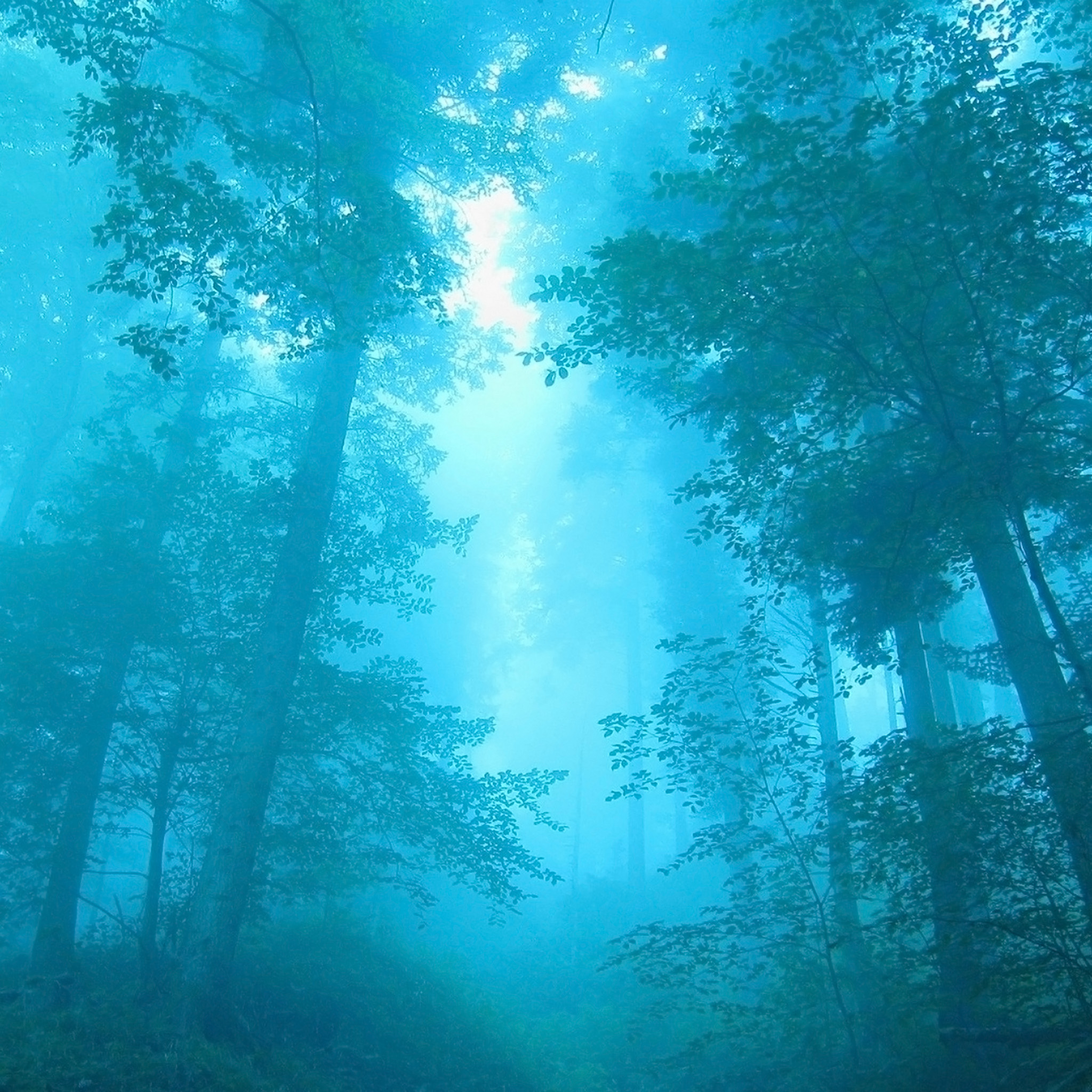 blueforest2048x2048.jpg