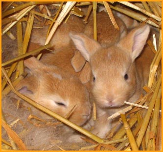 Bunnies.jpg