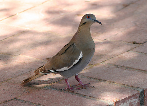 Whitewing-Dove.jpg