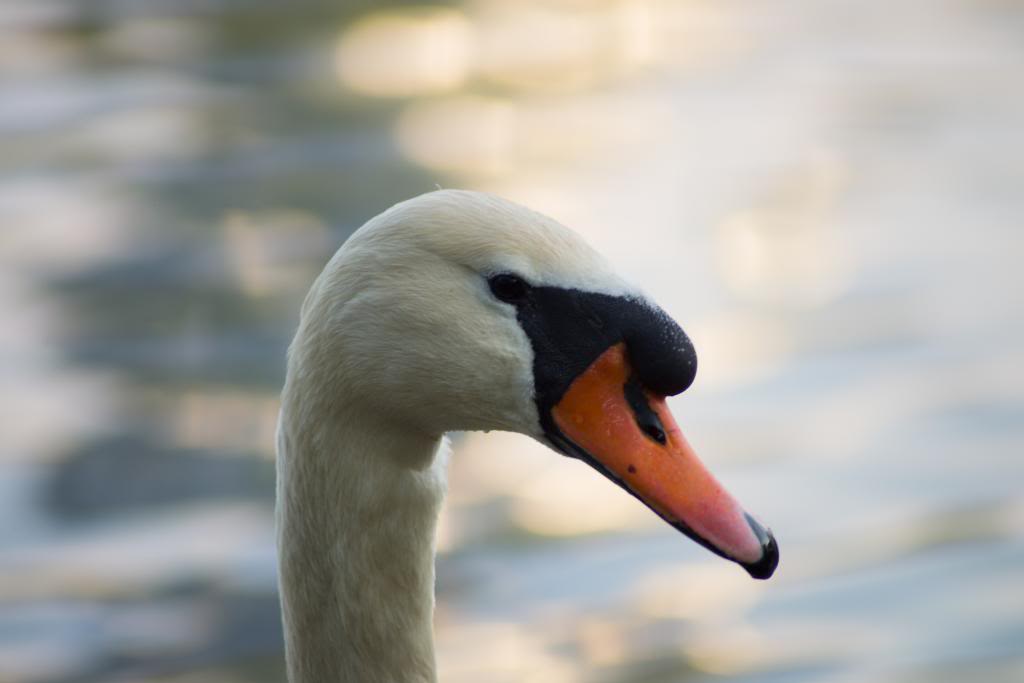 swan_zpseb56fa8c.jpg