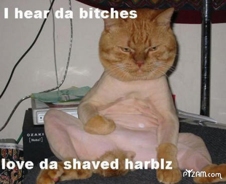 mad_kitty.jpg