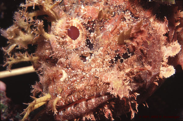 scorpionfish91.jpg