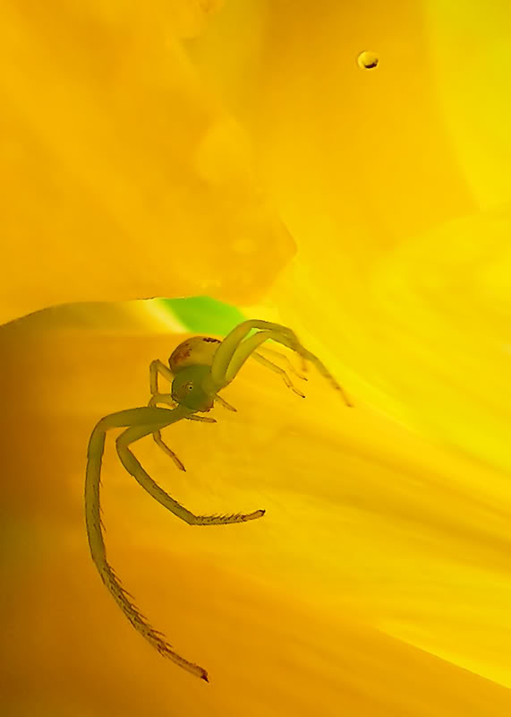 YellowwithGreenSpidercopysmallcopy.jpg