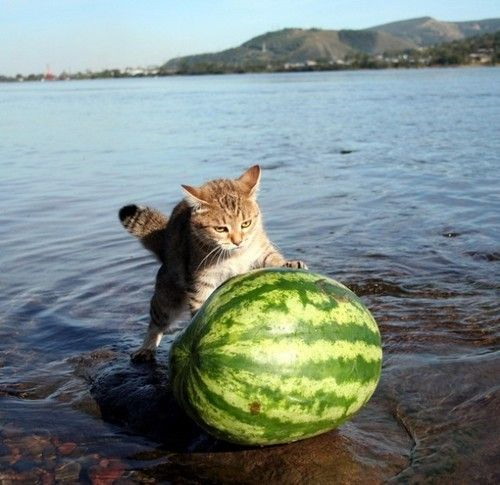 a_cat_rolling_a_watermelon_out_of_the_sea.jpg