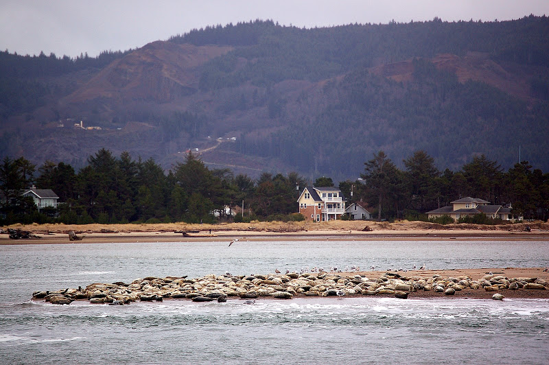 harbor%20seals%20siletz%20bay.JPG