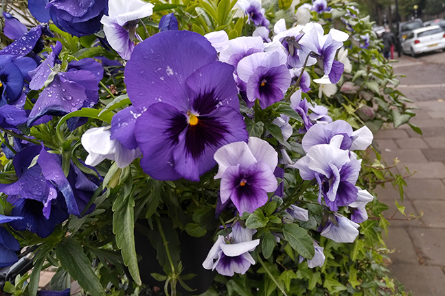 flowers_w648px.jpg