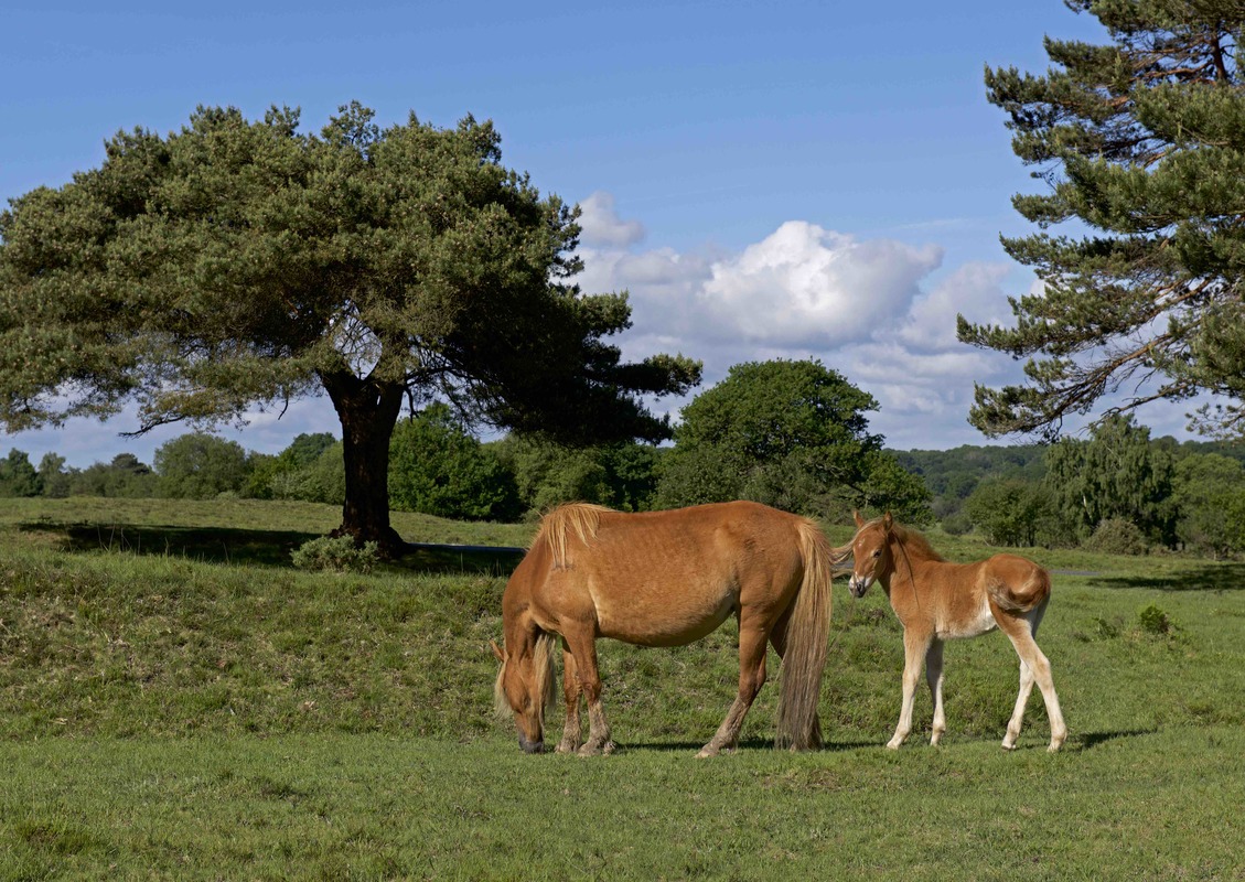 horses_new_forest2.jpg