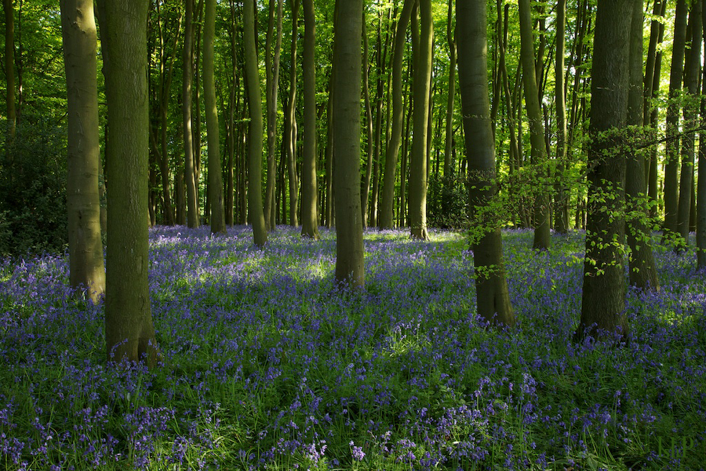 bluebells_zps79947781.jpg