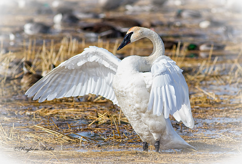 Swan4-17_1213-L.jpg