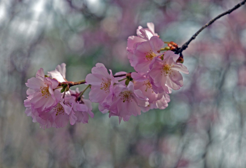 blossom4_1c.jpg