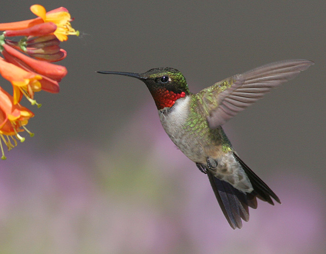 ruby_throated_hummingbird.jpg