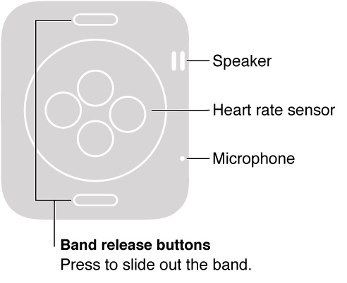 Apple-Watch-Back.jpeg