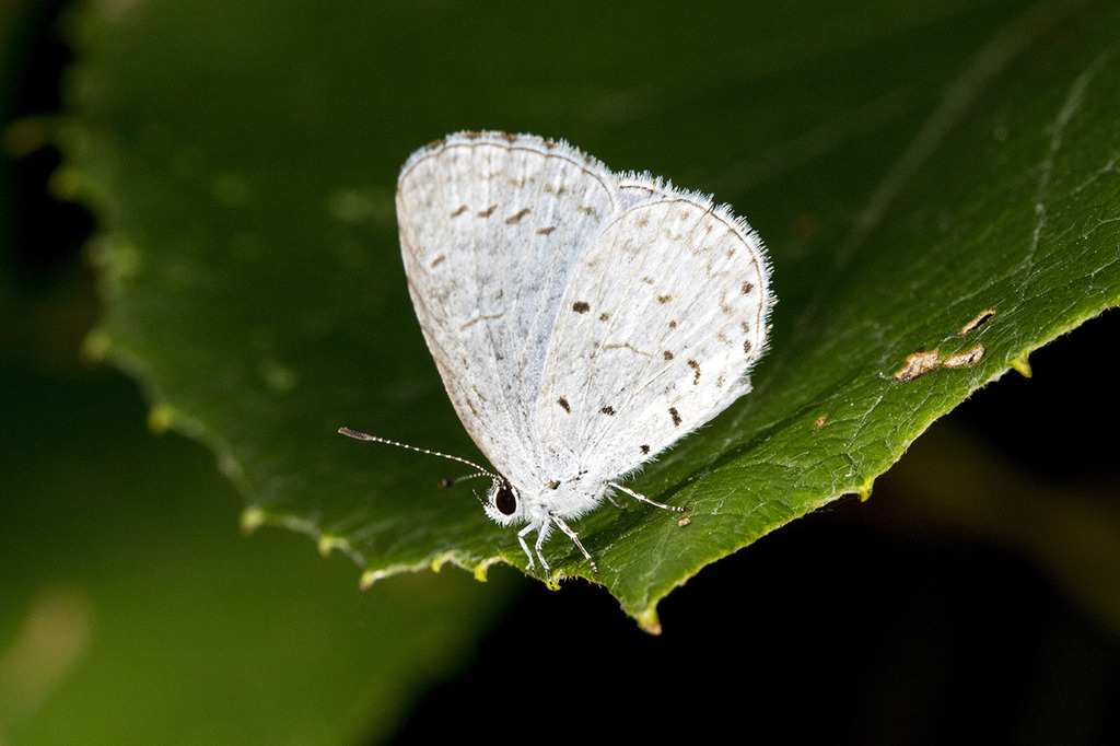 whitebutterfly11280.jpg