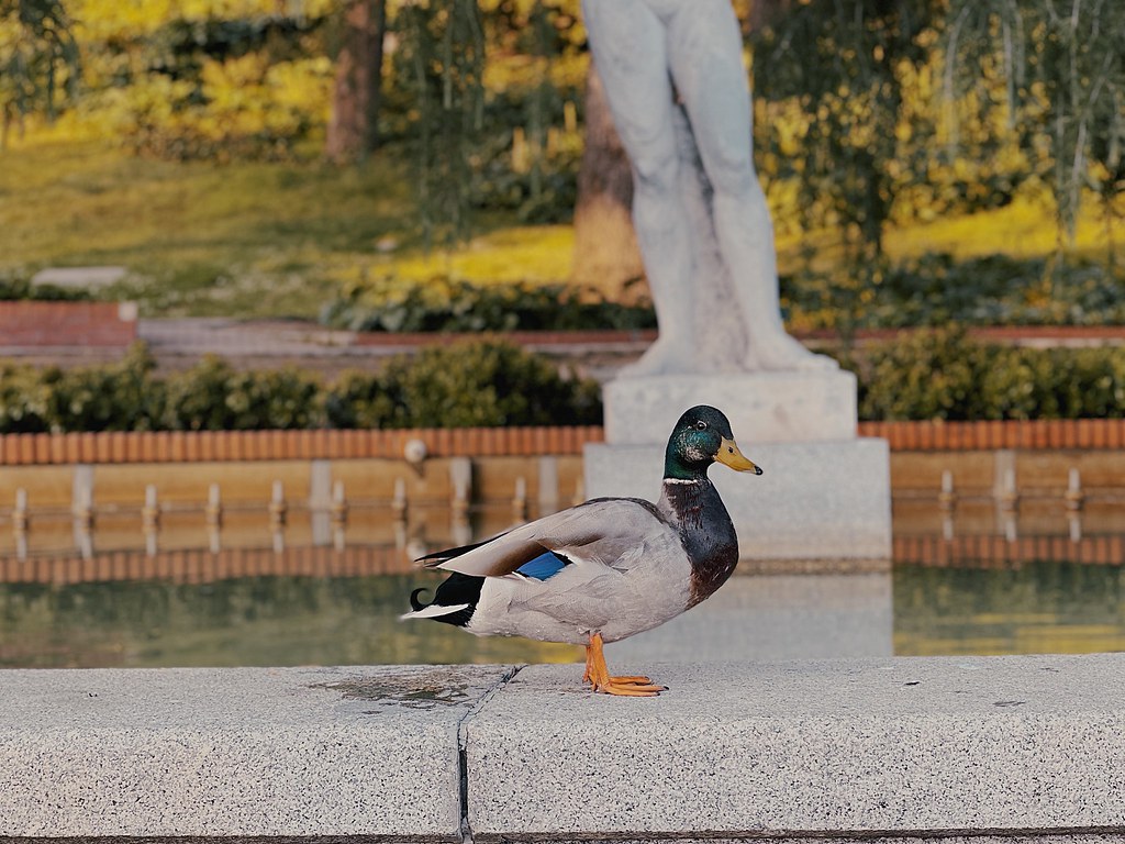 51174176868_8bf5ef8818_b.jpg