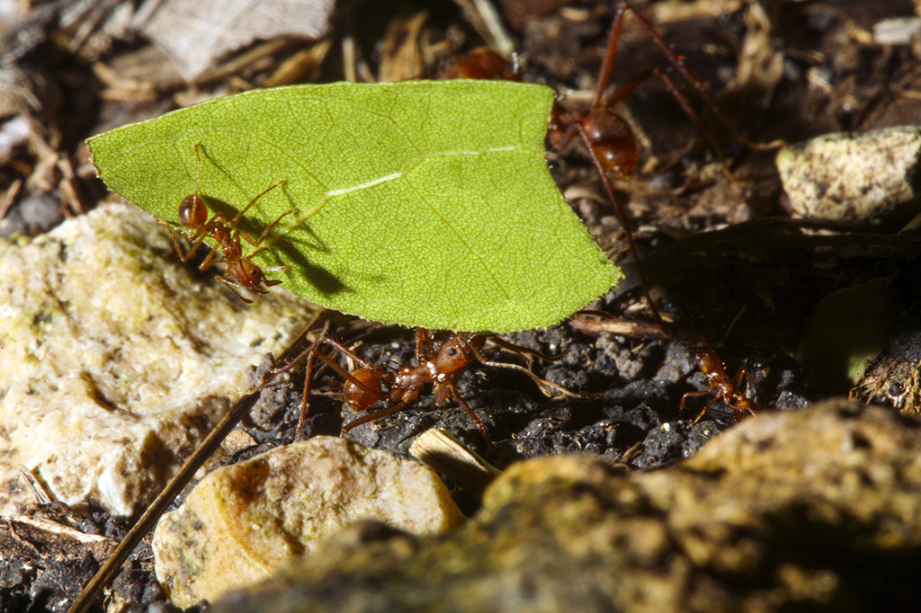 leaf%20cutter%20too_11280.jpg