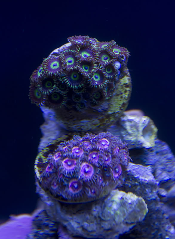 60frockzoa0318.jpg