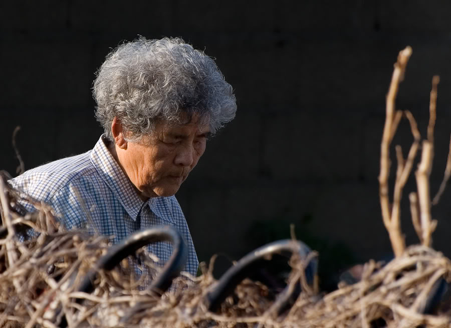 Old-Lady-Fence.jpg