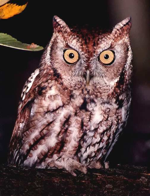 E_Screech_Owl2.jpg