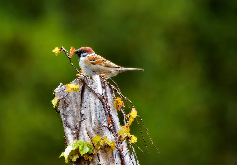 Sparrow-on-a-Post.jpg