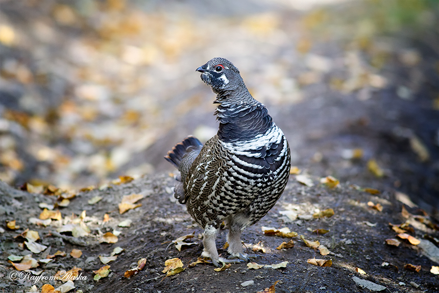 09-14Grouse_6236b_zps0ed181d9.jpg