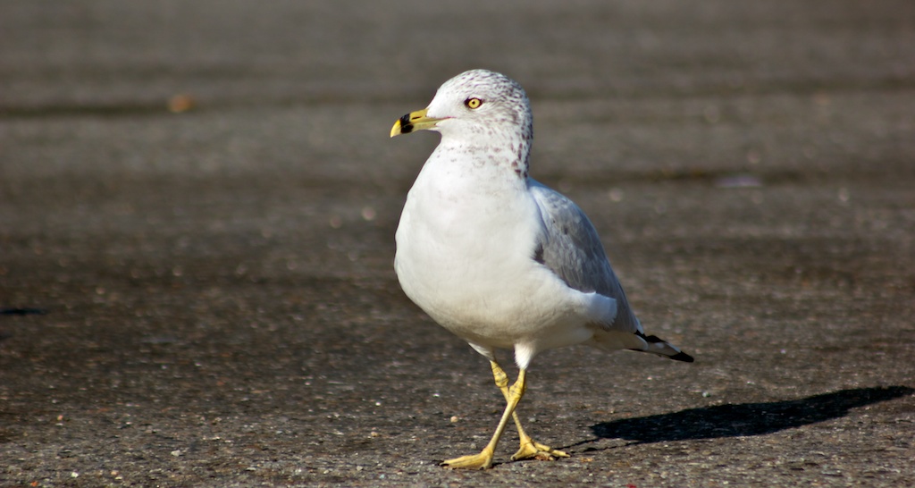 seagull.jpg