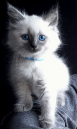 Biskit_the_terrible-20110816-120011.jpg
