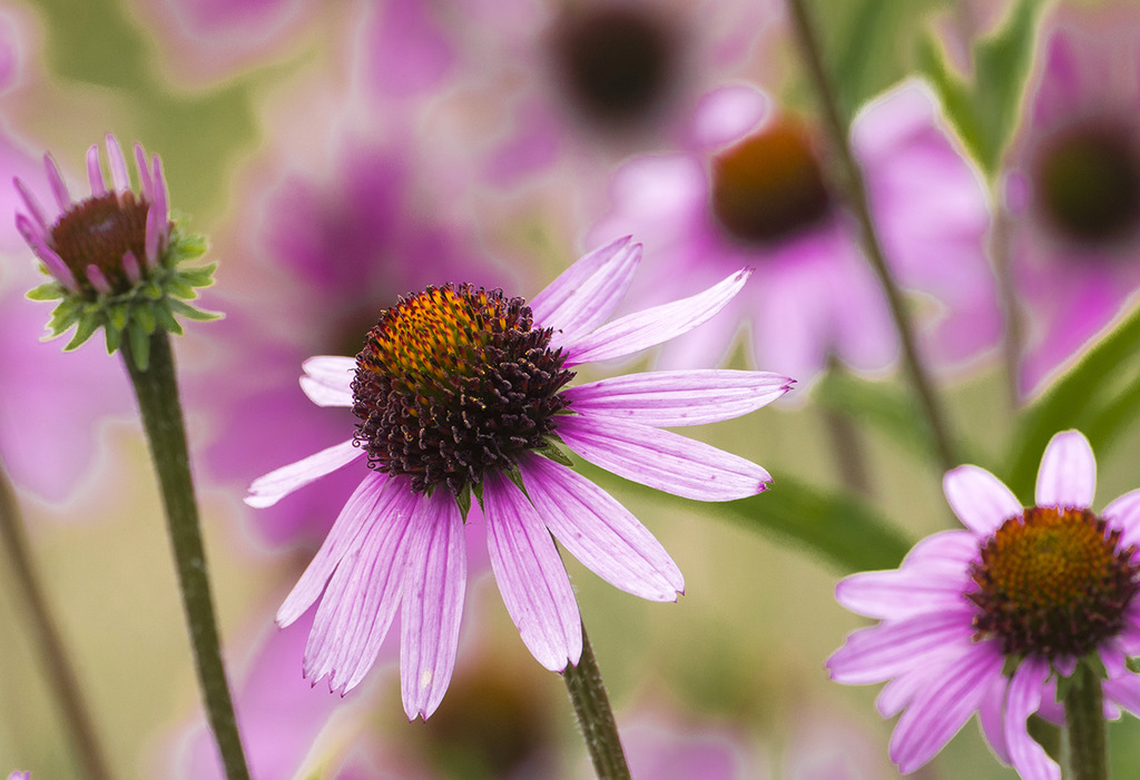 coneflower%20magenta_1c1280_1.jpg