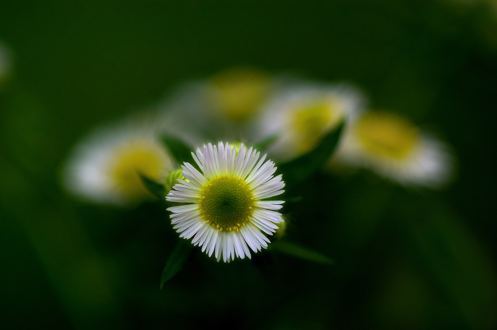 white_flower_web.jpg