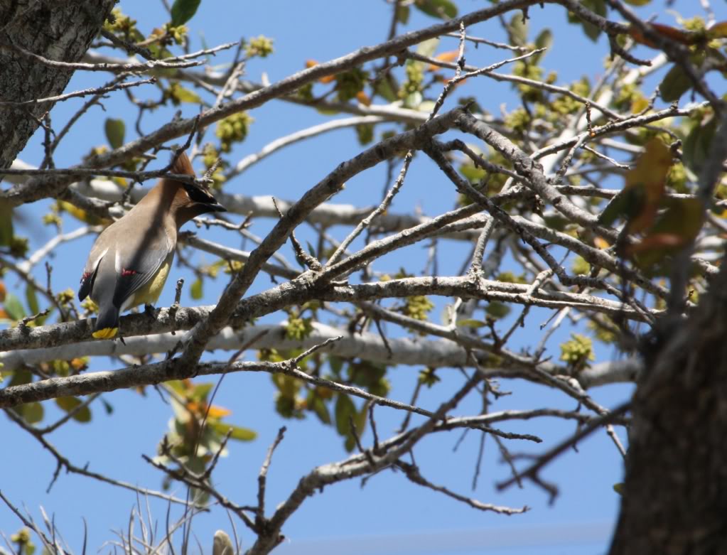 Waxwings2.jpg