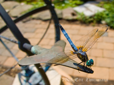 MasterGardeners_DragonFly.jpg