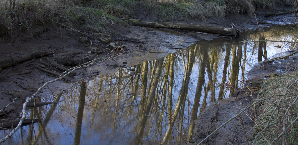 nisquallydeltapond1.jpg