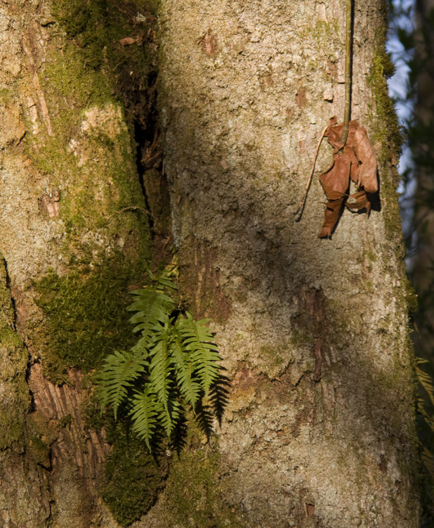 treefern3.jpg