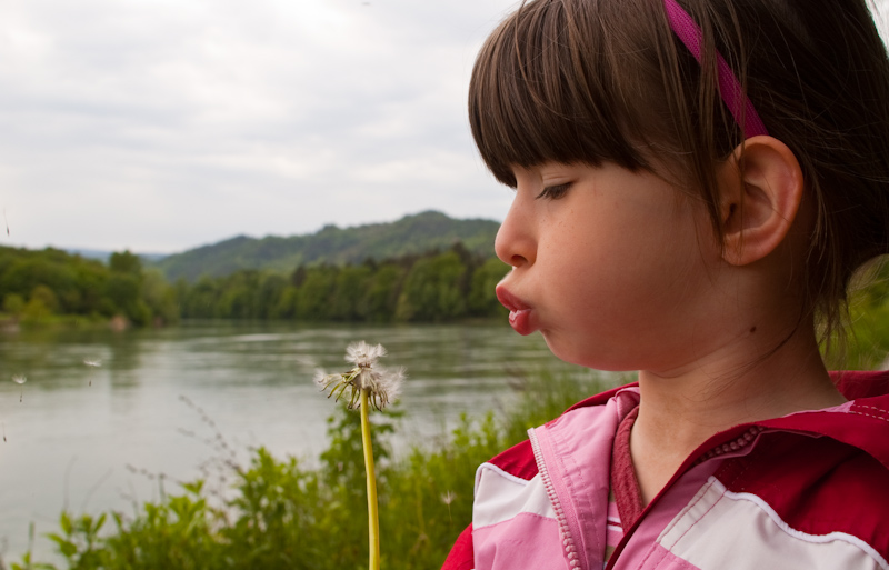 BlowingDandelions-2.jpg